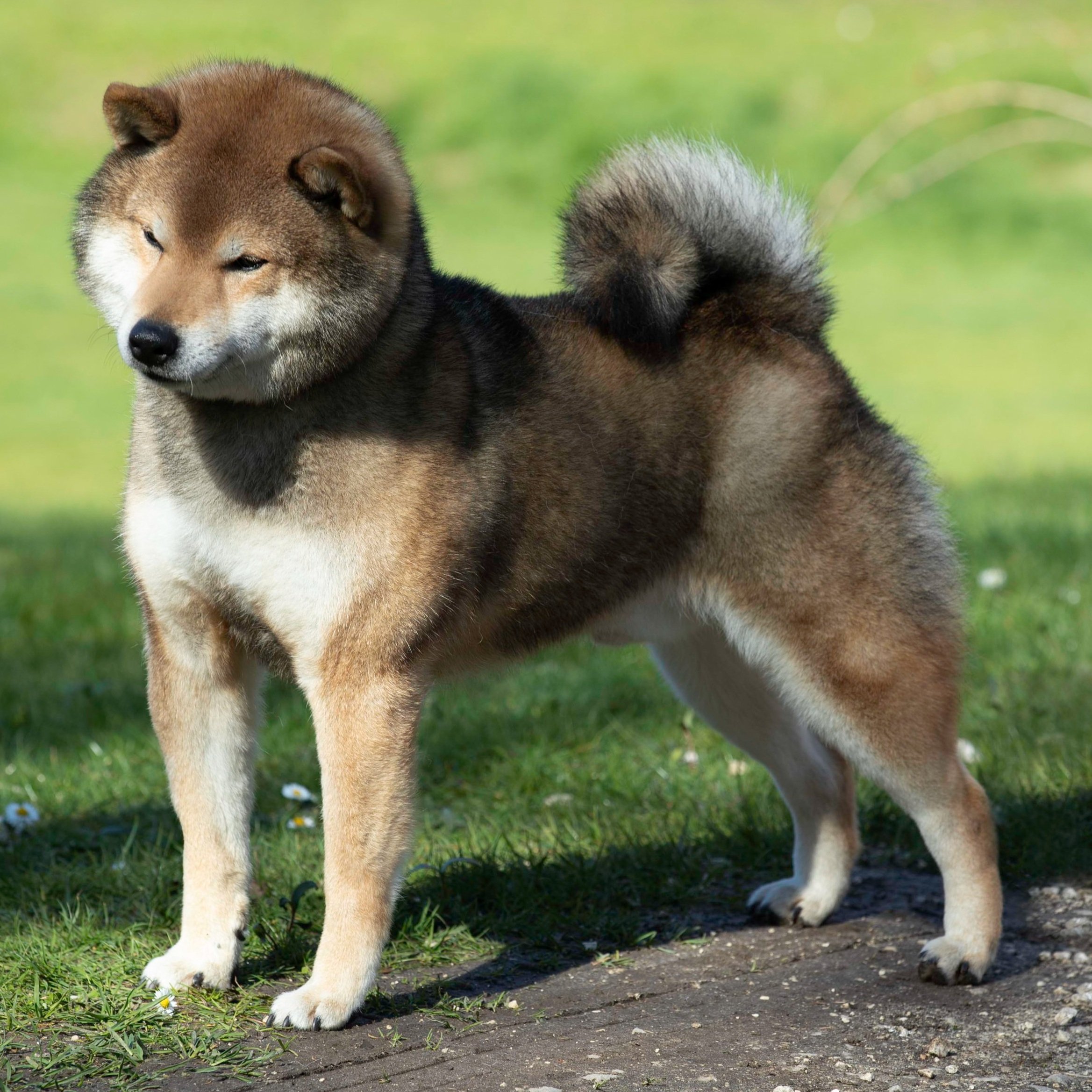 Shiba Males — FANTASA TEAM VORMUND